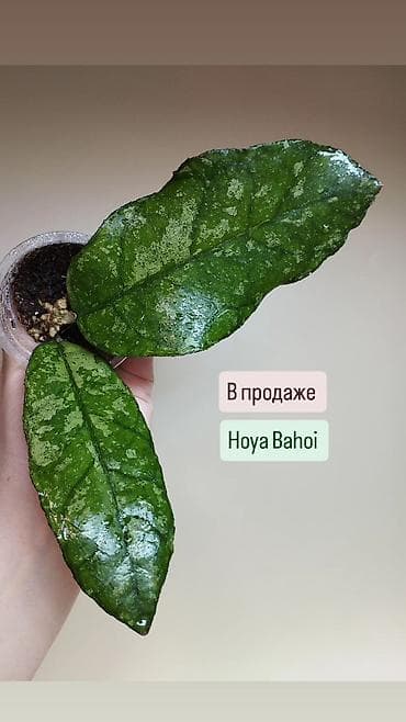 корейский апаловка: В продаже Scindapsus Peasun, Hoya Bahoi, Hoya Coriacea Silver, Hoya — 2