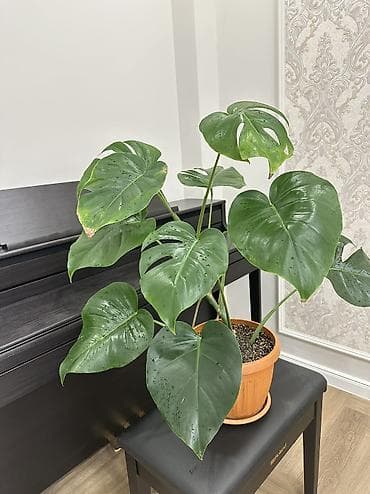 деликатес: Монстера делициоза (Monstera deliciosa) в горшке - Эффектное — 6