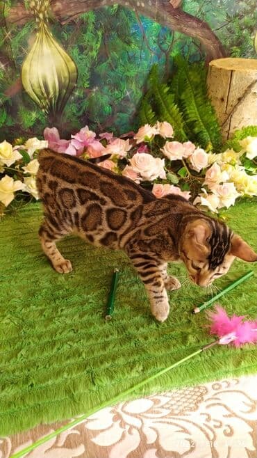 бенгальский леопардовый кот: Бенгальский котик Мальчик. 5мес. Невероятно красивый контрастный с — 17