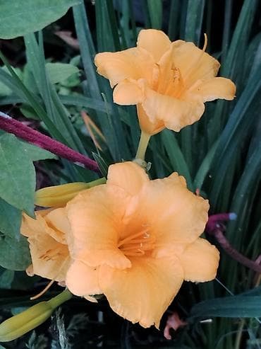 цветочница: Лилейники (Hemerocallis) и декоративные многолетники для сада. - — 2