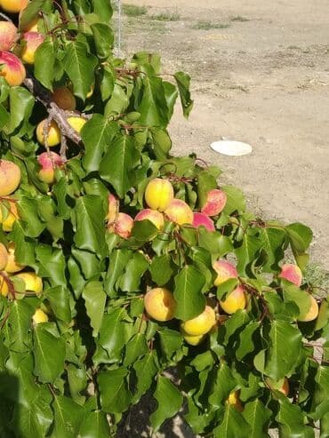 продажа дом умут: Үй, 511 кв. м, 15 бөлмө, Менчик ээси — 14