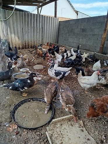 обстрел собак: Продаю | Куры | Домашняя | Для разведения — 1