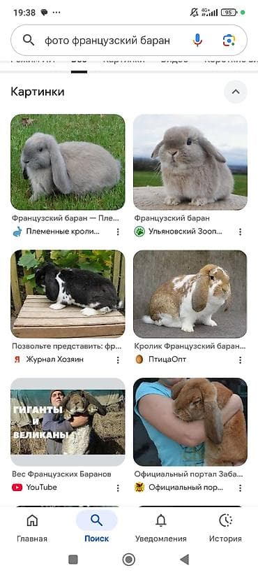 куплю крольчат: Продаю | Крольчата | Французский баран | Для разведения | Племенные — 1