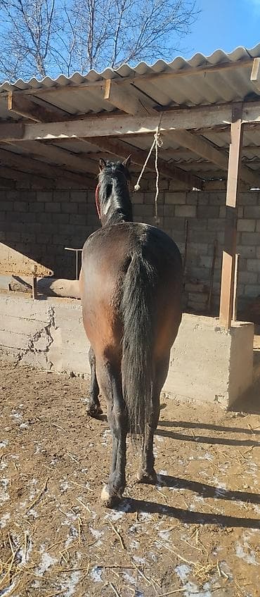 Услуги ветеринара: Продаю | Жеребец | Полукровка | Конный спорт | Осеменитель — 3