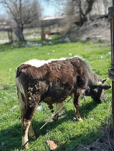 Сатам | Бука (эркек) | Аргын | Бордоп семиртүү үчүн — 2