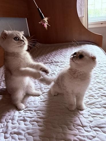 Мышыктар: Чистокровные шотландские вислоухие котята 🐾(Scottish Fold) — 9