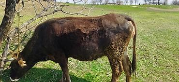 брама лаванда: Продаю | Корова (самка) | Для молока — 6