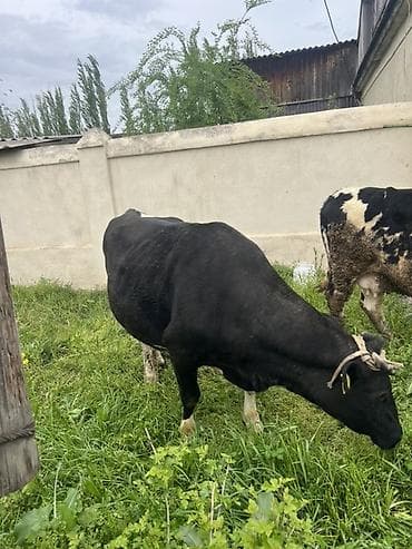 пародистые каровы: Продаю | Корова (самка) | Полукровка | На откорм — 7