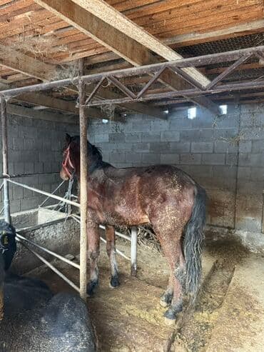 шнок пидбул: Продаю | Конь (самец), Жеребец | Рабочий — 4