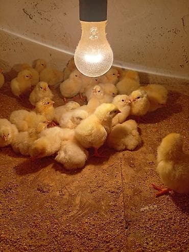 дамашный курица: Продаю | Цыплята | На забой — 2