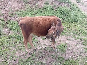 купить рыбу клоуна: Продаю | Музоо, торпок | Полукровка, Швицкая | На откорм | Привязанные — 3