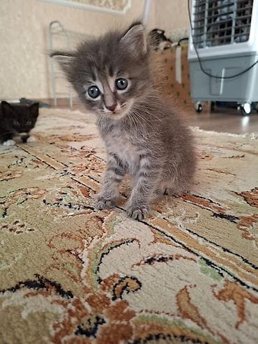 Мышыктар: Отдаем котят в добрые руки малышам 1 месяц — 9