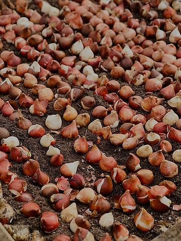 Тюльпан: Самовывоз, Платная доставка — 2