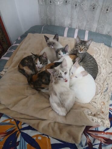 пуфики цена: Отдам котят в хорошие руки 4 по 1,5 месаца и 4 по 2,5 месаца. Только в — 10
