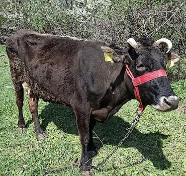 ош мышык: Сатам | Уй (ургаачы) | Көбөйтүү үчүн | Байланган — 2