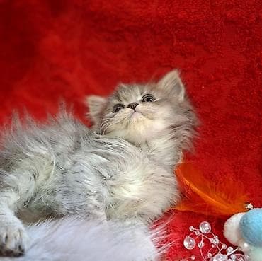 шотландская кошка прямоухая: Скотиш Страйт (Шотландская прямоухая), 2 месяца, Мальчик, Приучена к лотку, Проглистована — 5