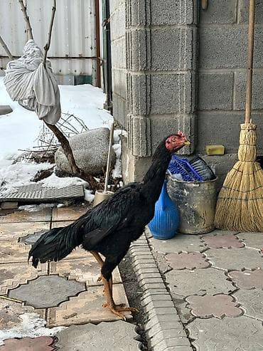 бойцовый дакан: Продаю | Петух | Бойцовая, Дакан | Для разведения, Для боев — 1