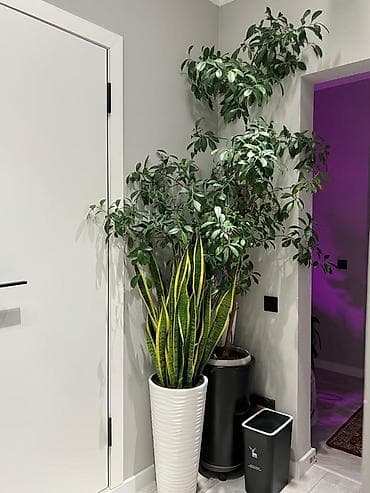 Денежное дерево: Крупные комнатные растения для интерьера.Адаптированные в горшках. - — 3