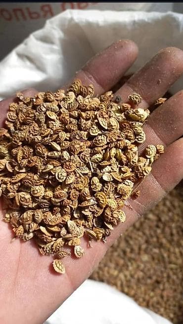 Эспарцет уруктарды сатабыз