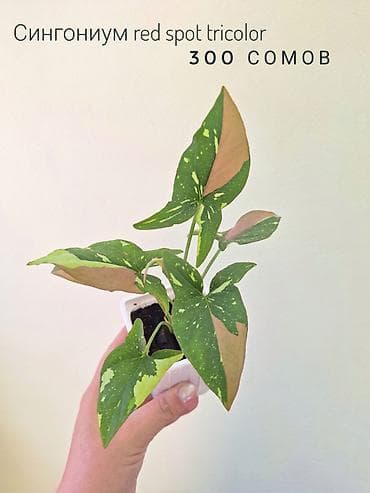 осень весна: 🌿 Комнатные цветы (укоренённые черенки/молодые растения). 🌸 Названия — 6
