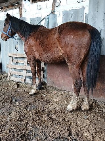 дом для животных: Продаю | Кобыла (самка) — 2