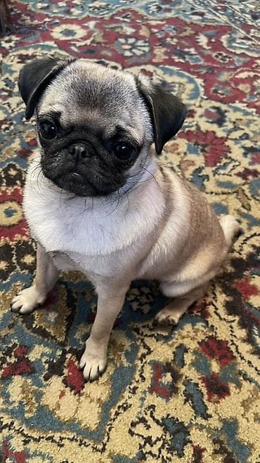 кошка рэгдолл: Мопс, 4 месяца, Самка — 2