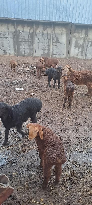 парода уйлар: Продаю | Овца (самка) | Арашан | Для разведения | Матка, Осеменитель — 10