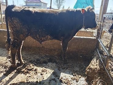 куры на мясо: Продаю | Бык (самец) | На откорм | Племенные — 1