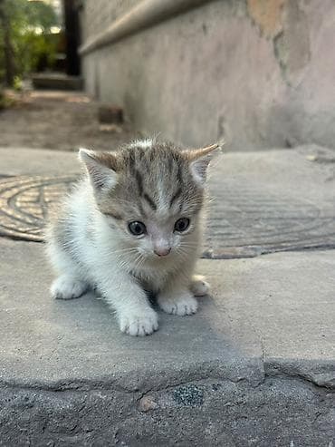 серые котята: Кошка даром: Беспородная, Девочка — 3