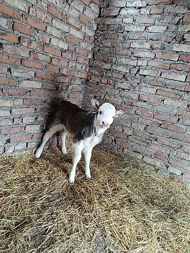 Продаю | Тёлка, Музоо, торпок