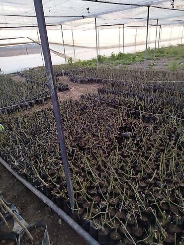 Роза оптом кустовой - Молодые укоренённые черенки в индивидуальных at lalafo.kg Роза оптом кустовой - Молодые укоренённые черенки в индивидуальных