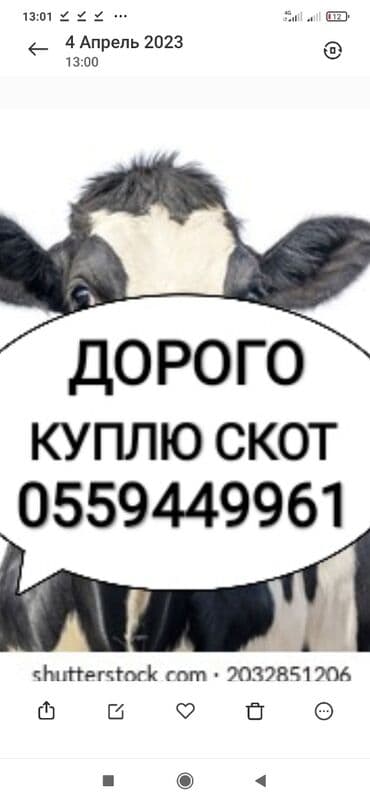 продажа попугаев жако: Сатып алам | Уйлар, букалар, Жылкылар, аттар | Күнү-түнү, Бордоп семиртүү үчүн, Бардык шартта — 1