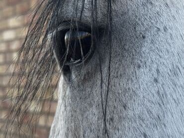 продажа домашних животных: Продаю | Жеребец | Конный спорт | Племенные — 5