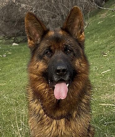 немецкий сабака: Вязка: Немецкая овчарка, Самец, 3 года, С родословной — 9