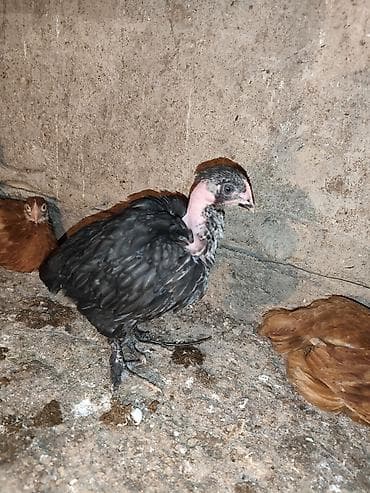 продаю кур несушек: Продаю | Цыплята | Для разведения — 4