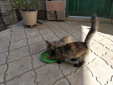 британская черепаховая кошка: Предлагаются милые котята с разнообразным окрасом, демонстрирующие — 1