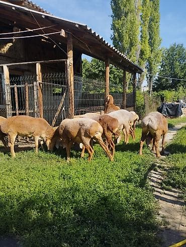 узи для баранов: Продаю | Ягненок | Арашан | Для разведения | Ярка — 3
