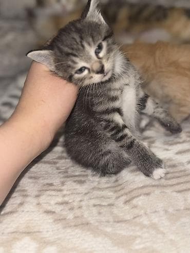 новорожденные котята: Отдам очаровательных котят в добрые и заботливые руки 🤍 Родились 18 — 8