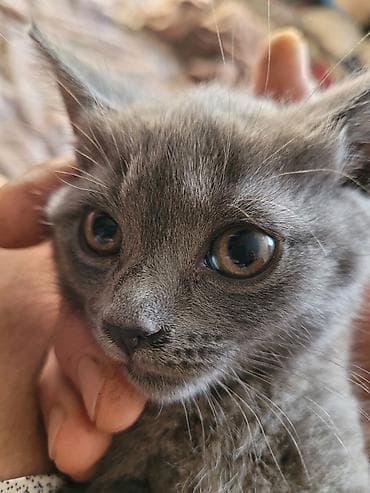 савана кошка: Серый котёнок шотландской породы, с короткой мягкой шерстью и — 4