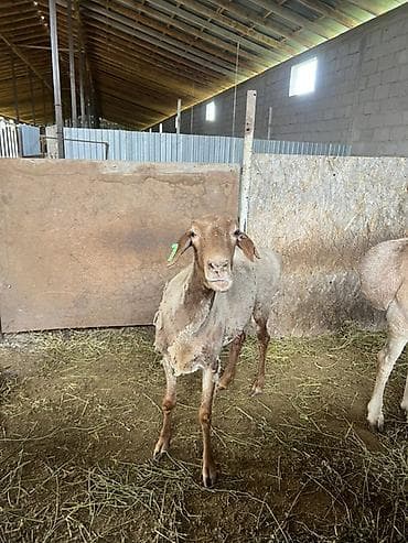 Продаю | Овца (самка) | Для разведения | Племенные