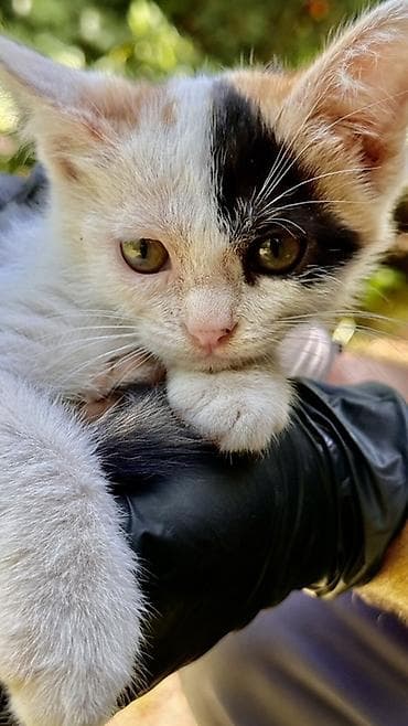 Котята, домашние любимцы Описание: - Милые короткошёрстные котята с