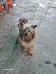 продажа щенков немецкой овчарки с документами в бишкеке: Щенки йоркширского терьера рождены 07.10.25 2 мальчика - — 6