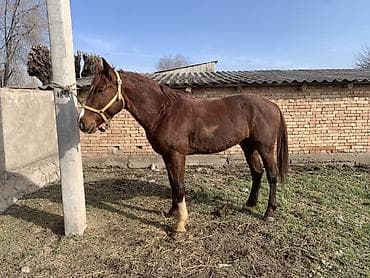Продаю | Конь (самец) | Конный спорт | Племенные