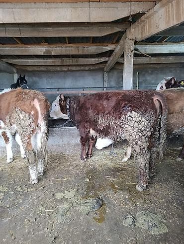 драбилка кду 2: Сатам | Бука (эркек) | Герефорд | Бордоп семиртүү үчүн | Байланган — 6