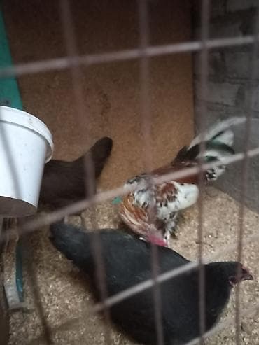 для кур: Продаю | Куры | Для разведения — 7