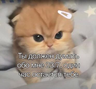 вязка: Ищу котёнка! опыт с животными есть, наполнитель и латок есть, рядом — 2
