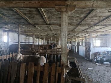 дом в районе кызыл аскер: Продаю Кошара, 600 соток, Действующий, С оборудованием, Электричество, Скважина — 17