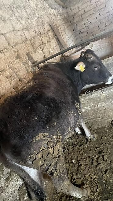 Продаю | Тёлка | На откорм | Нетель