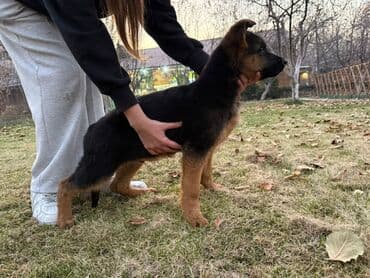 акустические системы sharp колонка в виде собак: Немецкая овчарка, 3 месяца, Самец, С прививкой — 5