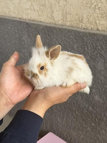 яйца фазан: Карликовые декоративные кролики (пуховые, «львиноголовые» типы) — 3